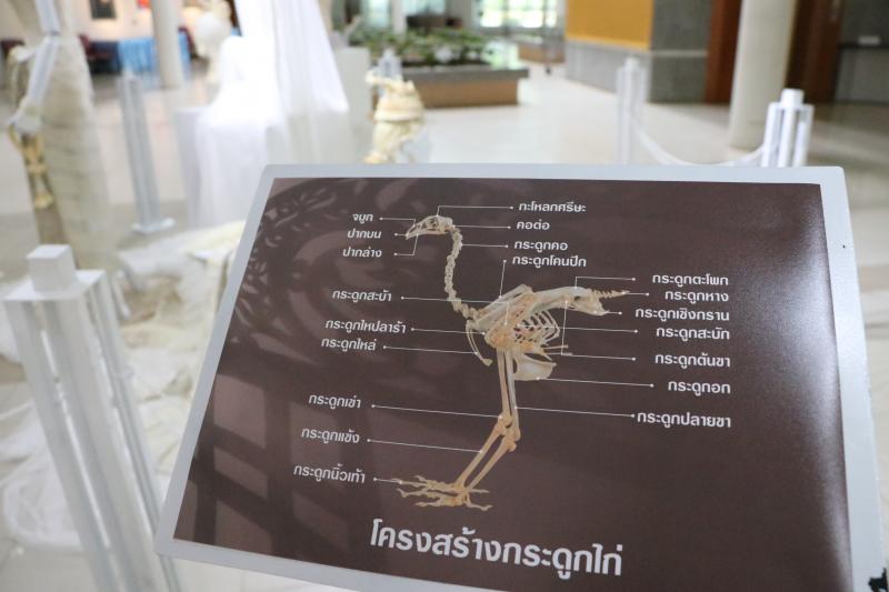 รองศาสตราจารย์ ดร.ดนัย เรียบสกุล อาจารย์คณะสถาปัตยกรรมศาสตร์ ม.นเรศวร  สร้างสรรค์ศิราภรณ์จากกระดูกไก่