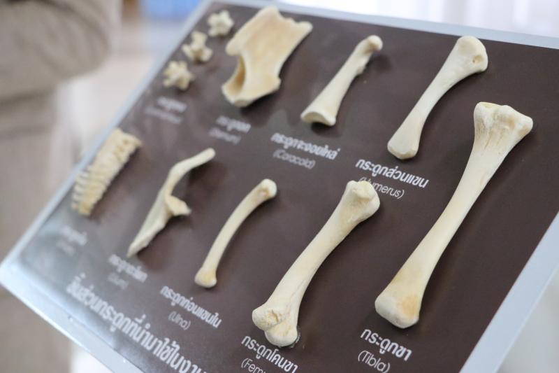 รองศาสตราจารย์ ดร.ดนัย เรียบสกุล อาจารย์คณะสถาปัตยกรรมศาสตร์ ม.นเรศวร  สร้างสรรค์ศิราภรณ์จากกระดูกไก่